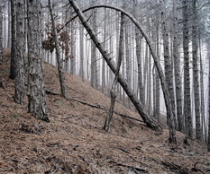 Leśne krajobrazy Daniel Kovalovszky
