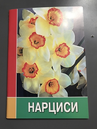 Нарциси