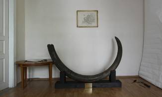 Бивень мамонта 3 метра Украина поздний Плейстоцен （ ~100 тс лет）вес 42 кг