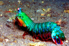 Like mantis shrimp: robots taught to strike like crustaceans