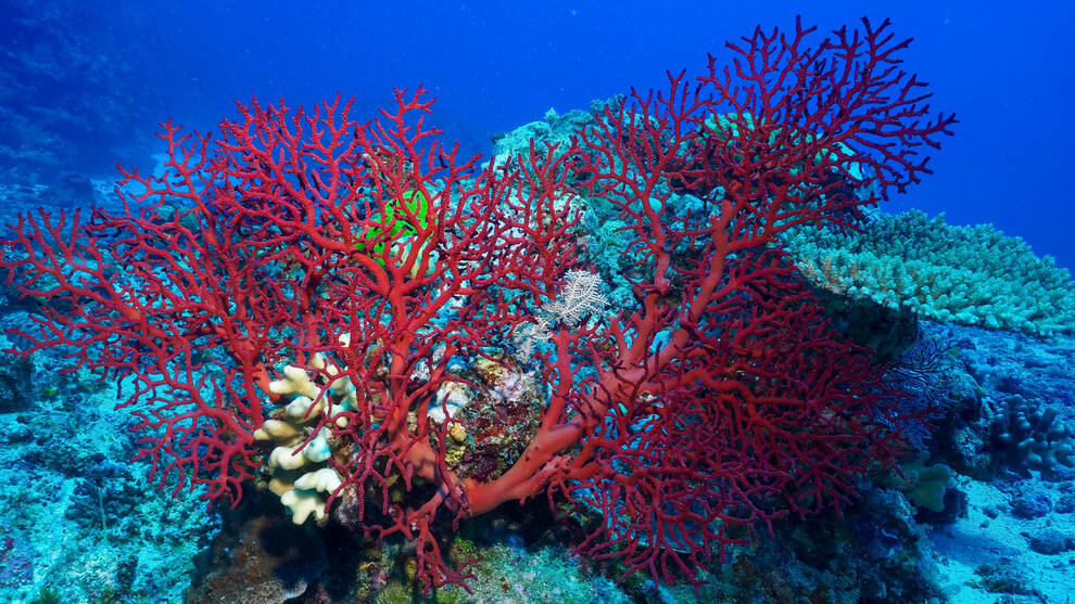 Биологи назвали места и причины вымирания кораллов