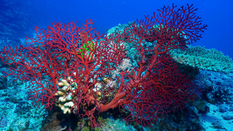 Biologists have named the places and reasons for the extinction of corals