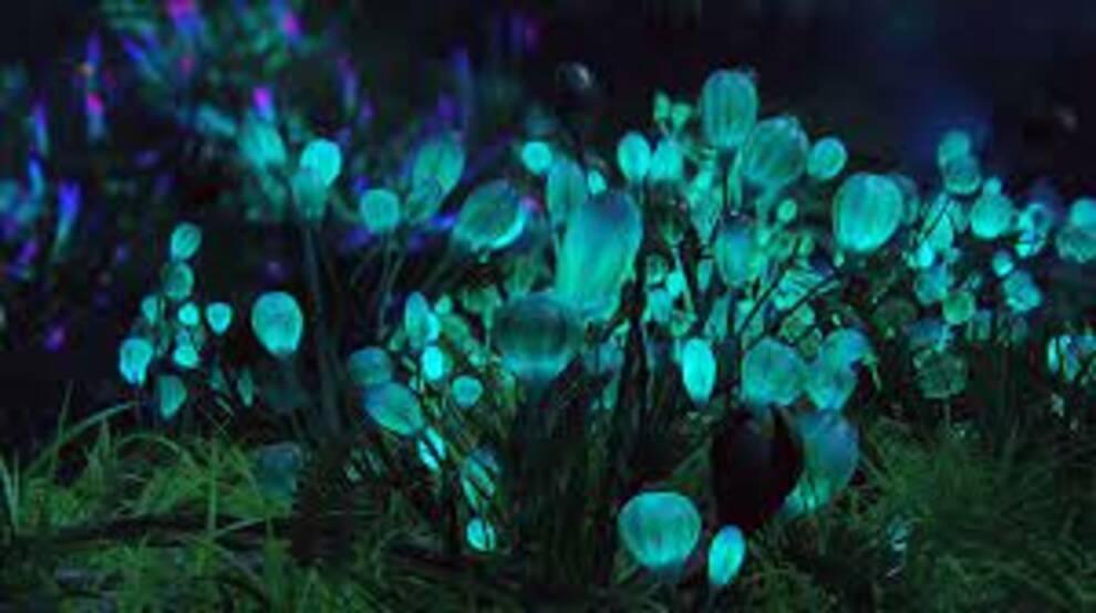 Replacing lanterns: scientists made plants glow