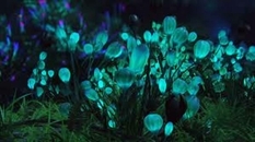 Wymiana lampionów: naukowcy sprawili, że rośliny świeciły