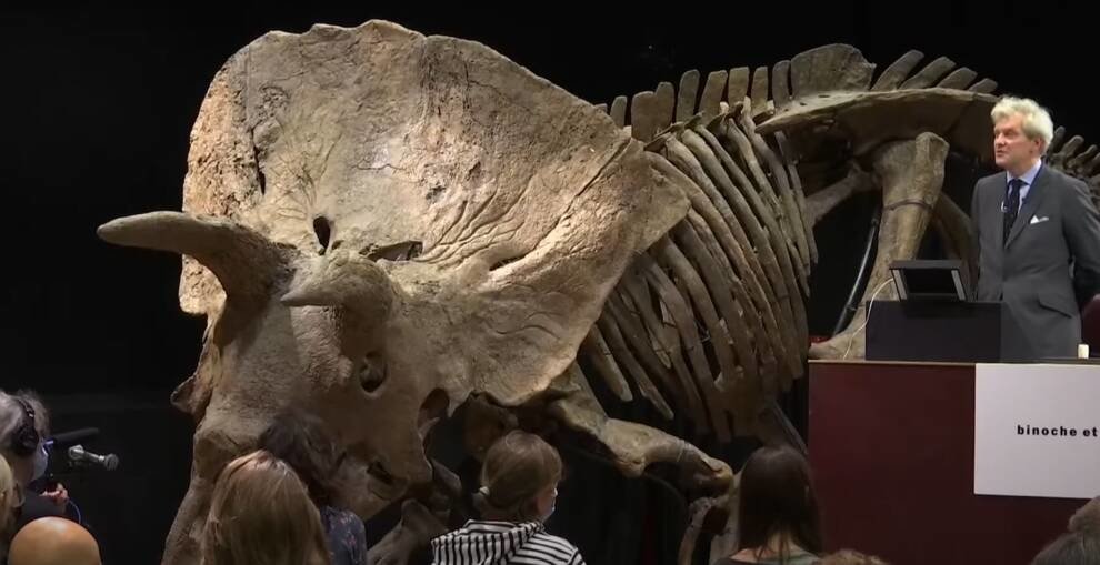 Неизвестный коллекционер выкупил на аукционе кости крупнейшего в мире трицератопса