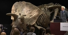 Unknown collector bought bones of the world's largest Triceratops at auction