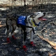 Australijski pies ratowniczy nagrodzony za pomoc koali