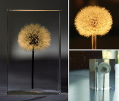 Japanese artist invented dandelion lamps