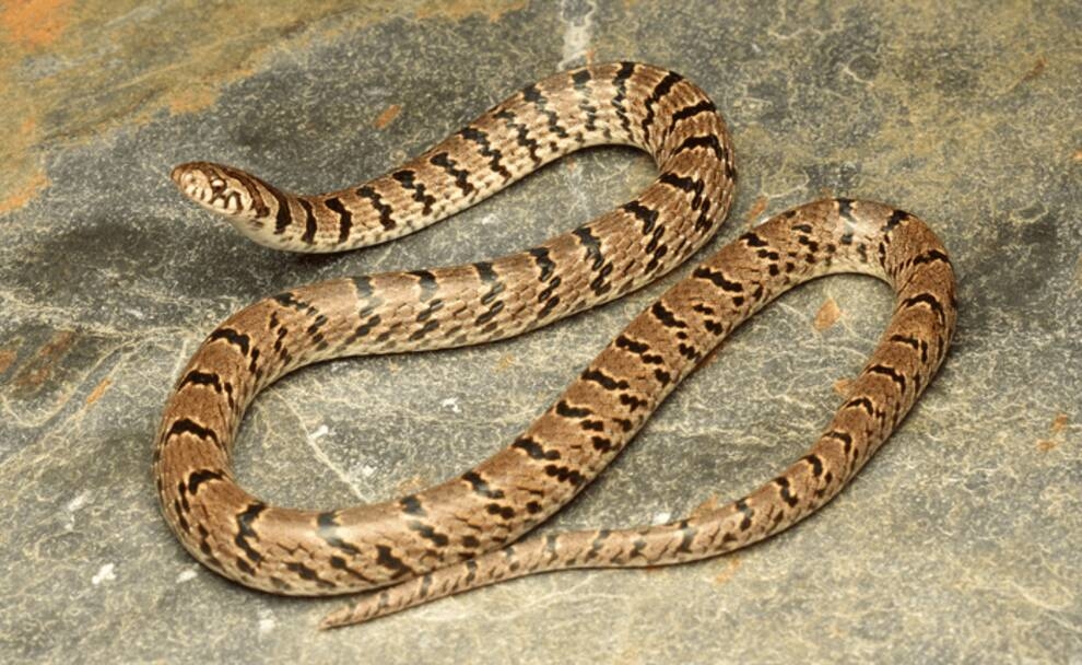Инстаграм-открытие: индийским ученым удалось обнаружить новый вид змей благодаря снимку в соцсети