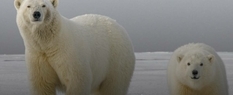 Танення льодів спровокувало міграцію білих ведмедів
