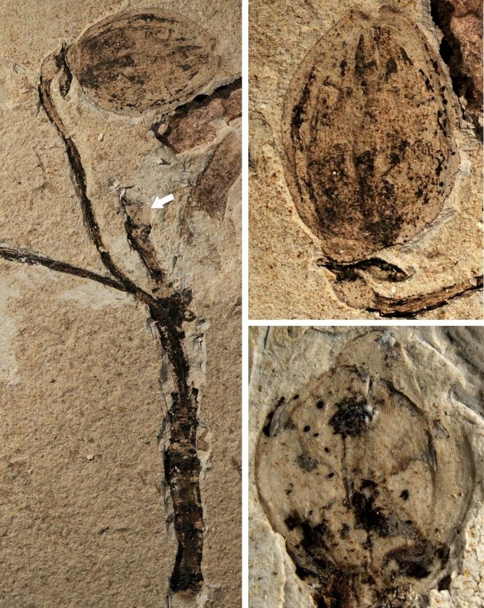 Wiek skamieniałości 164 miliony lat: archeolodzy znaleźli roślinę o rekordowym wieku