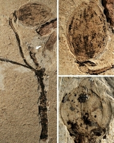 Fossil age 164 million years: archaeologists have found a plant of record age