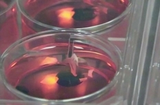 Fish from human heart cells: American scientists showed a new invention
