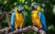 Papugi uczą się mówić jak dzieci: badanie przeprowadzone przez naukowców
